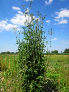 20130708Gaensedistel_Horststuecker1