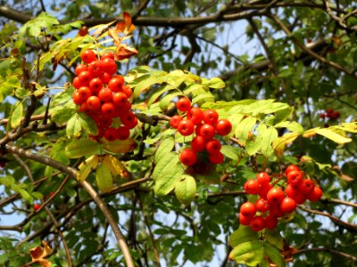 20130921Sorbus_aucuparia2