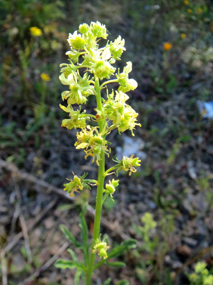 20130904Reseda_lutea
