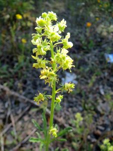 20130904Reseda_lutea
