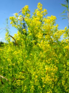 20130708Galium_verum2