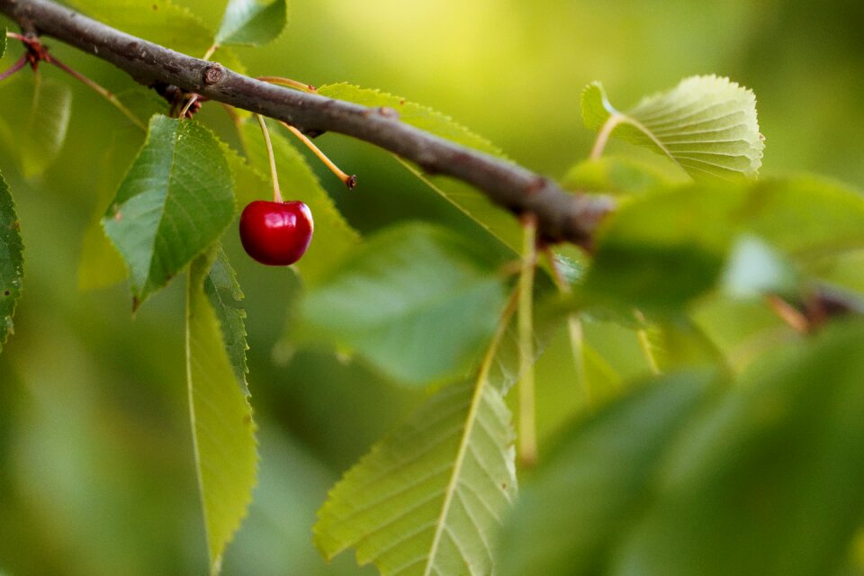 Fruit red nature