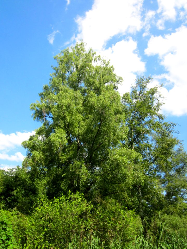 20130708Birke_Marlach2