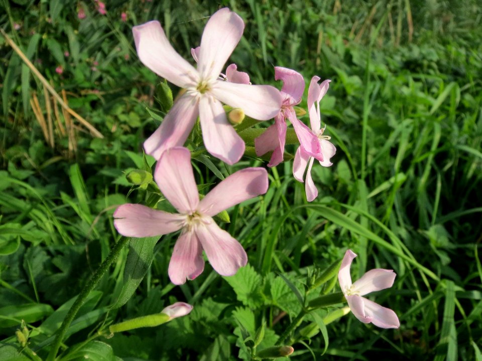 20130921Saponaria_officinalis2