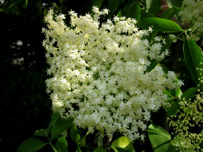 20130608Sambucus_nigra2