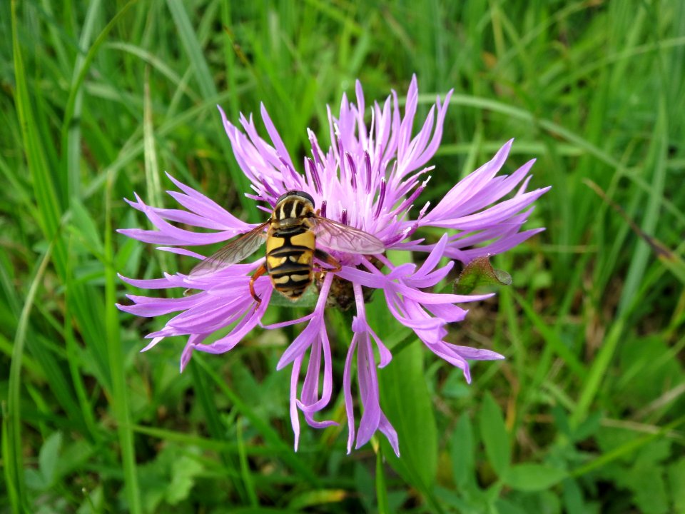 20131009Centaurea_jacea2
