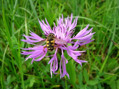 20131009Centaurea_jacea2