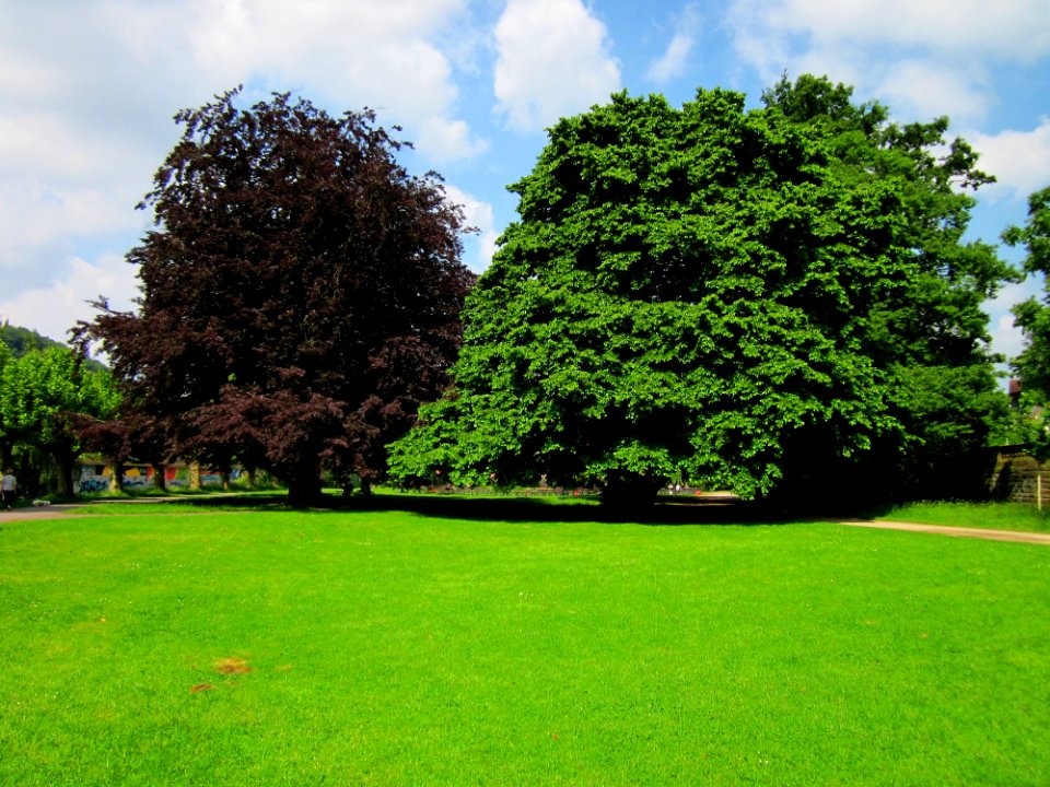 20130611Fagus_sylvatica_Purpurea_-_Corylus_colurna