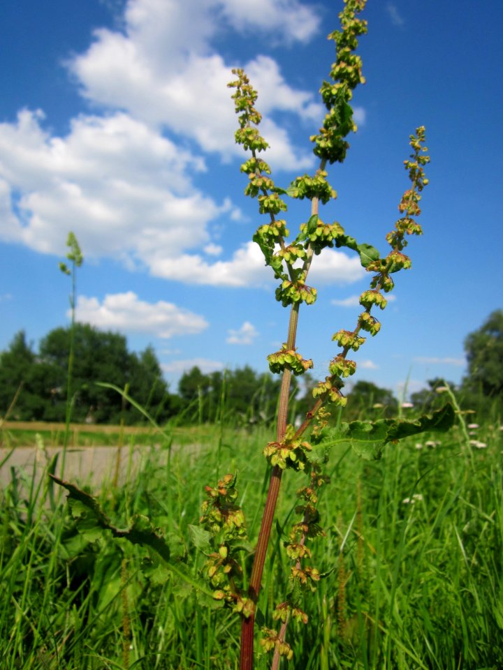 20130708Stumpfer_Ampfer_Hockenheim1
