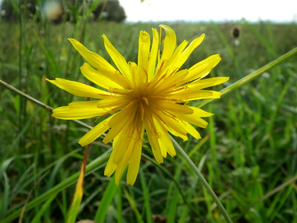 20131009Crepis_biennis1