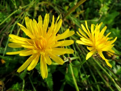 20131009Crepis_biennis3