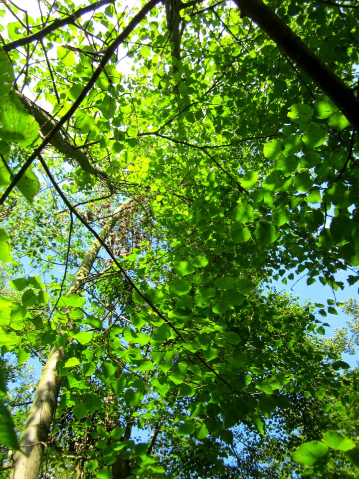 20130708Winterlinde_Marlach3