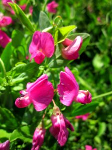 20130708Platterbse_Horststuecker1