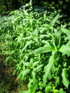 20130708Springkraut_Marlach1