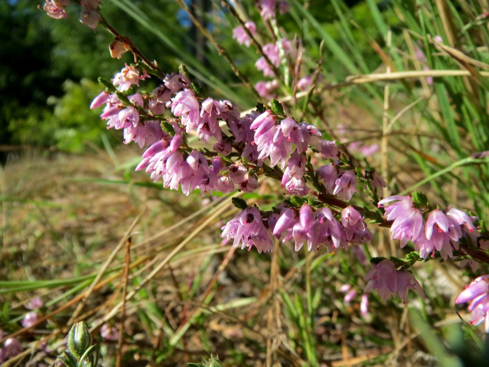 20130905Besenheide1