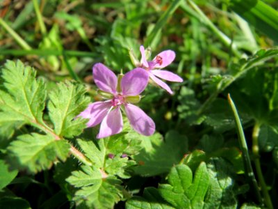 20131013Erodium_cicutarium