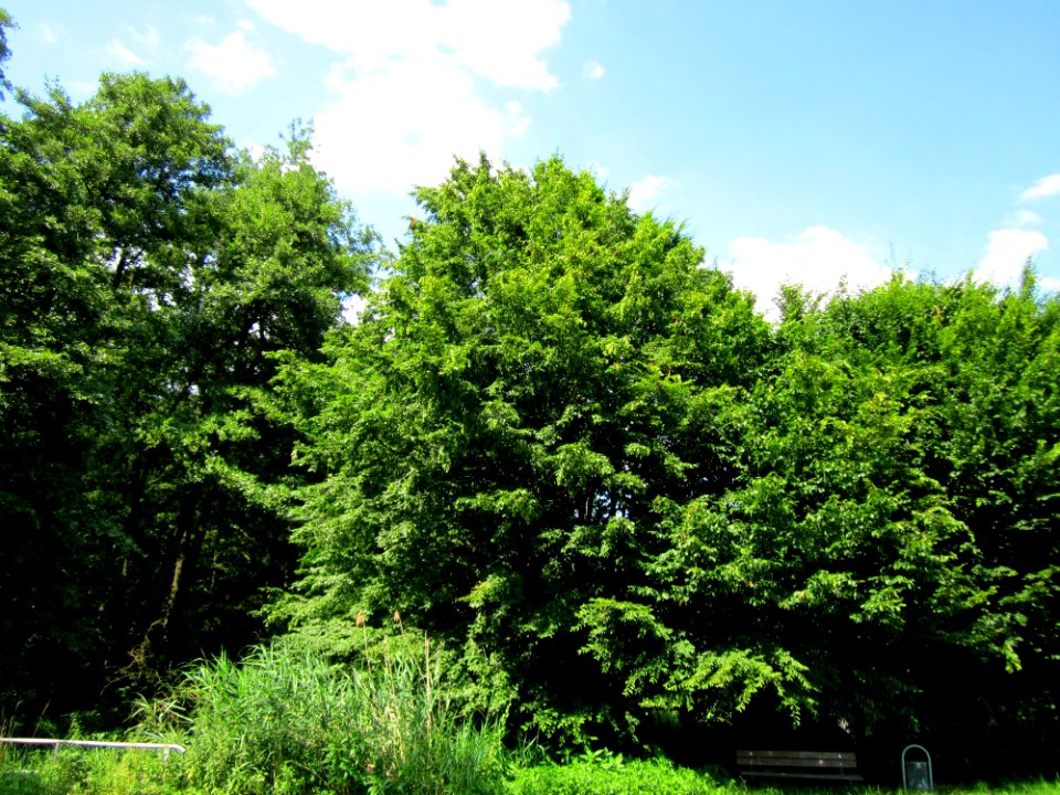 20130708Hainbuche_Marlach1