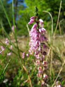 20130905Besenheide4