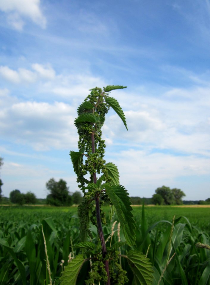 20130709_Brennnessel_Hockenheimer_Rheinbogen