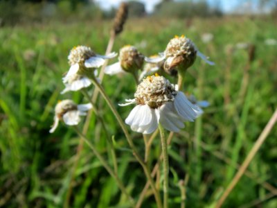 20131013Achillea_ptarmica7