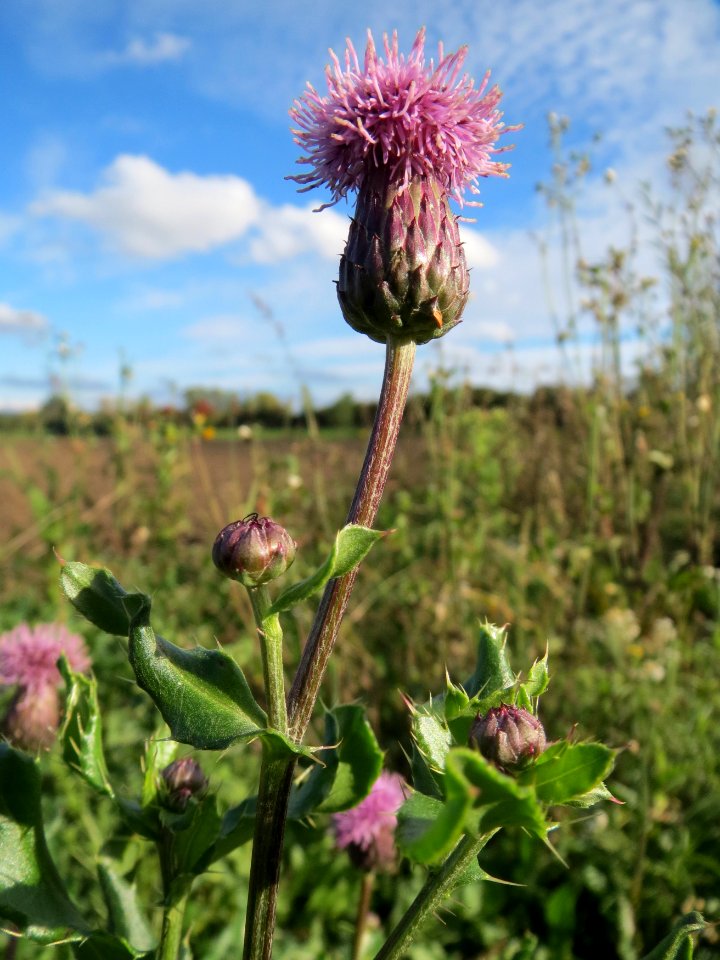 20131013Cirsium_arvense2