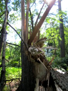 20130708Sturmschaden_Marlach5