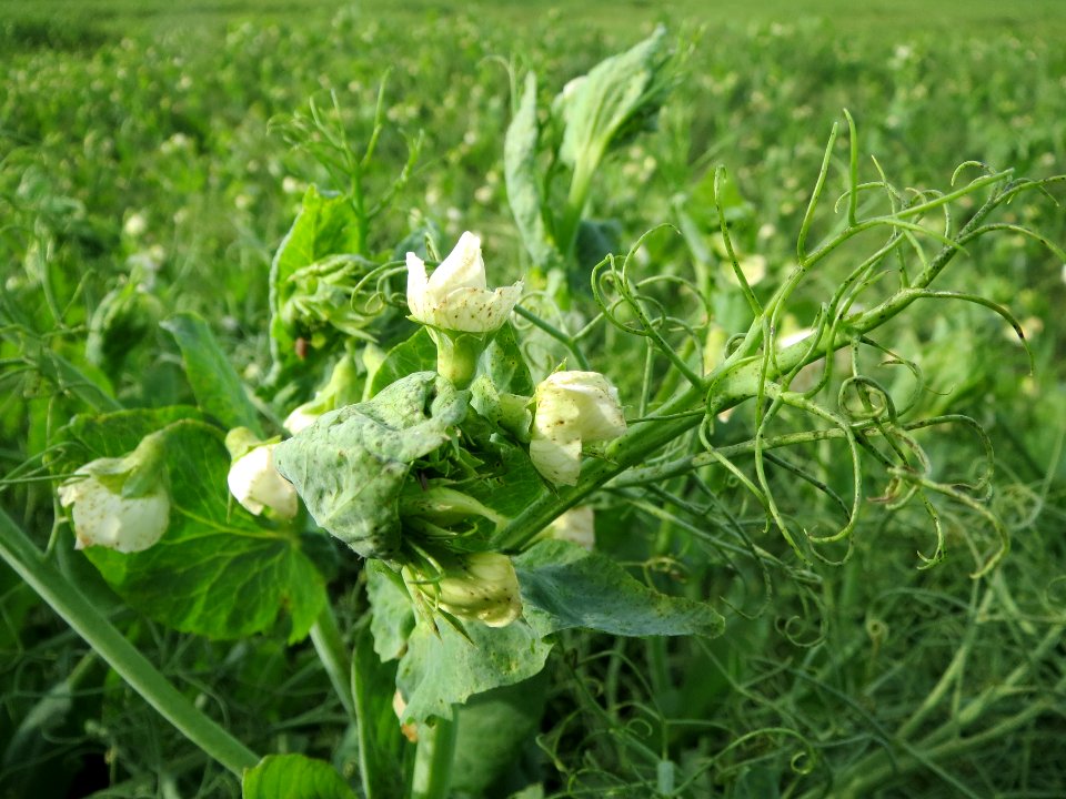 20130921Pisum_sativum_-_Feld5