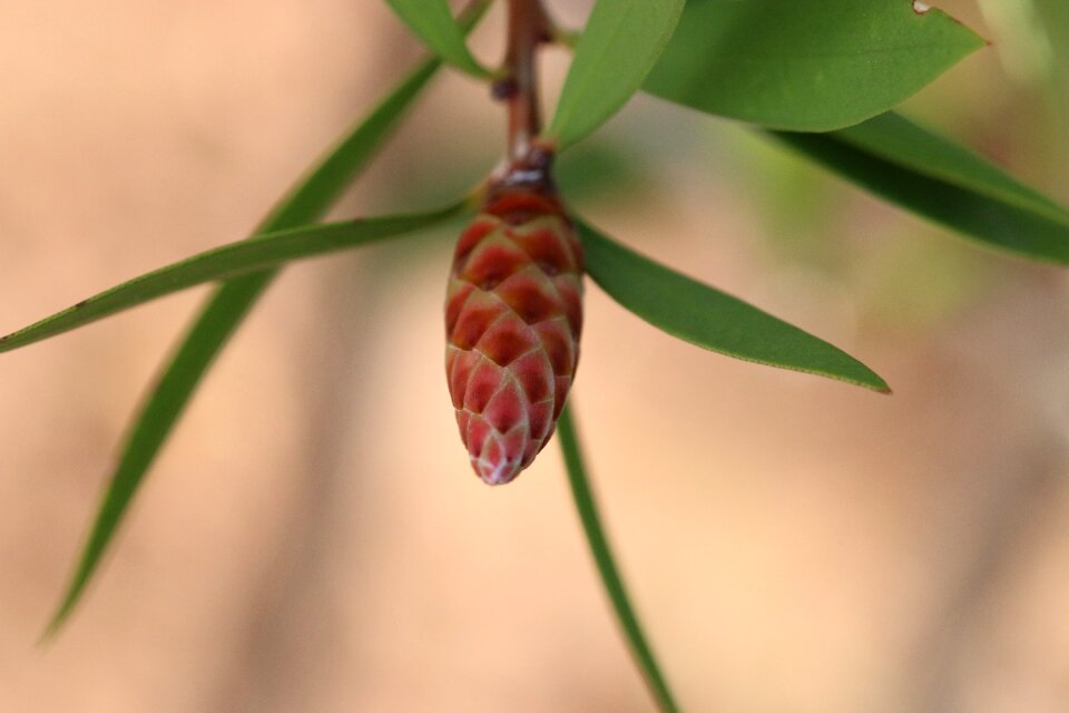 Plant flowers beautiful