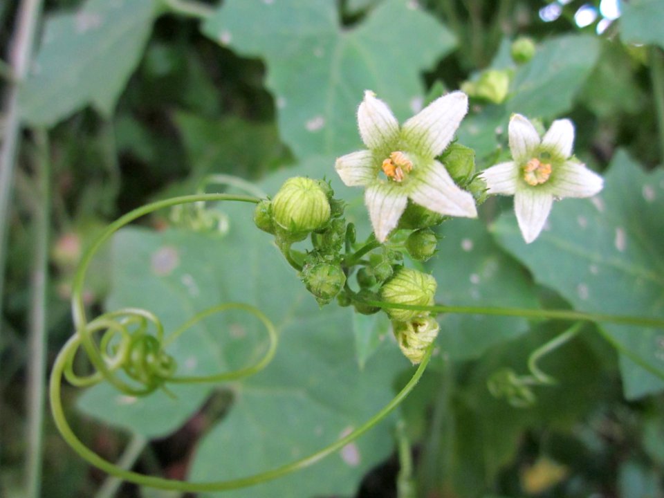 20130709Bryonia_dioica3
