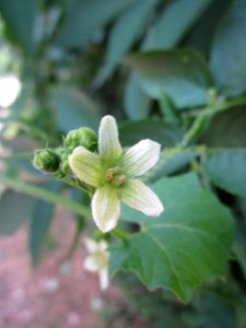 20130709Bryonia_dioica5
