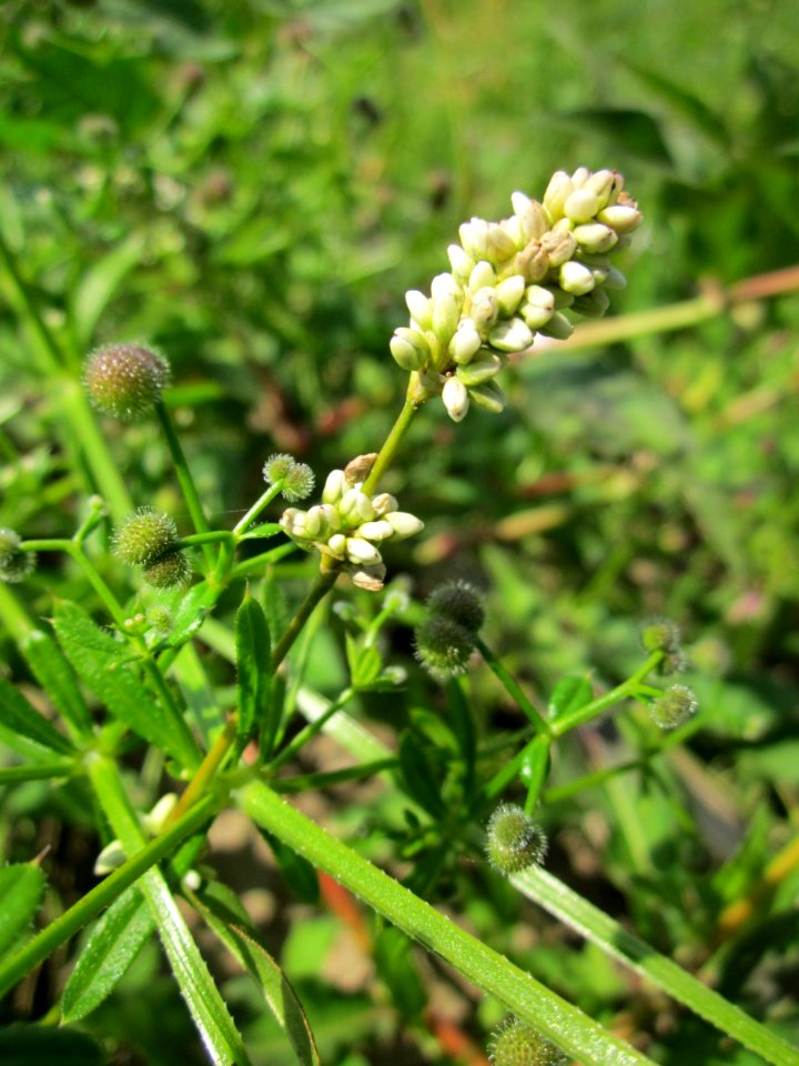 20130708Ampfer-Knoeterich_Horststuecker5