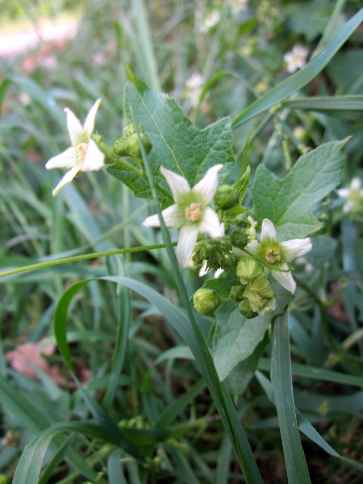 20130709Bryonia_dioica2