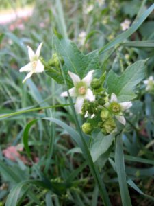 20130709Bryonia_dioica2