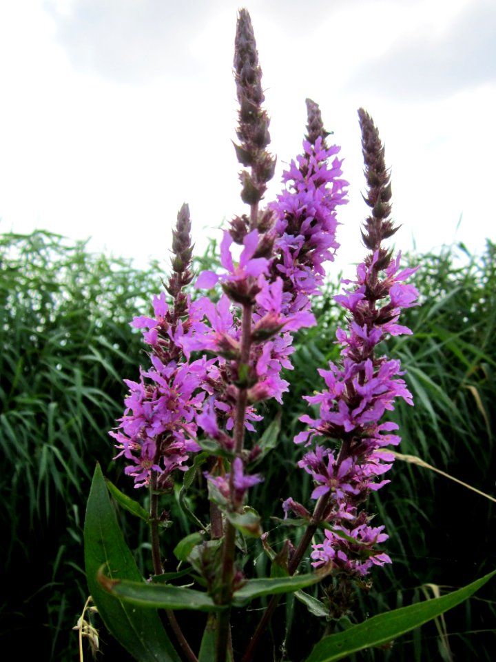 20130709Blutweiderich_Hockenheim