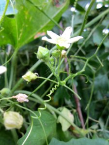 20130709Bryonia_dioica6