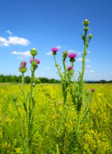 20130708Wegdistel_Horststuecker1