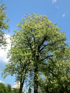 20130608Robinia_pseudoacacia2