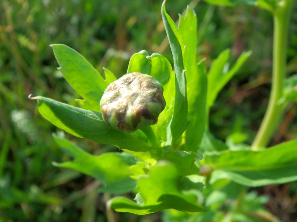 20131013Glebionis_segetum5