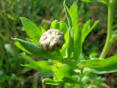20131013Glebionis_segetum5