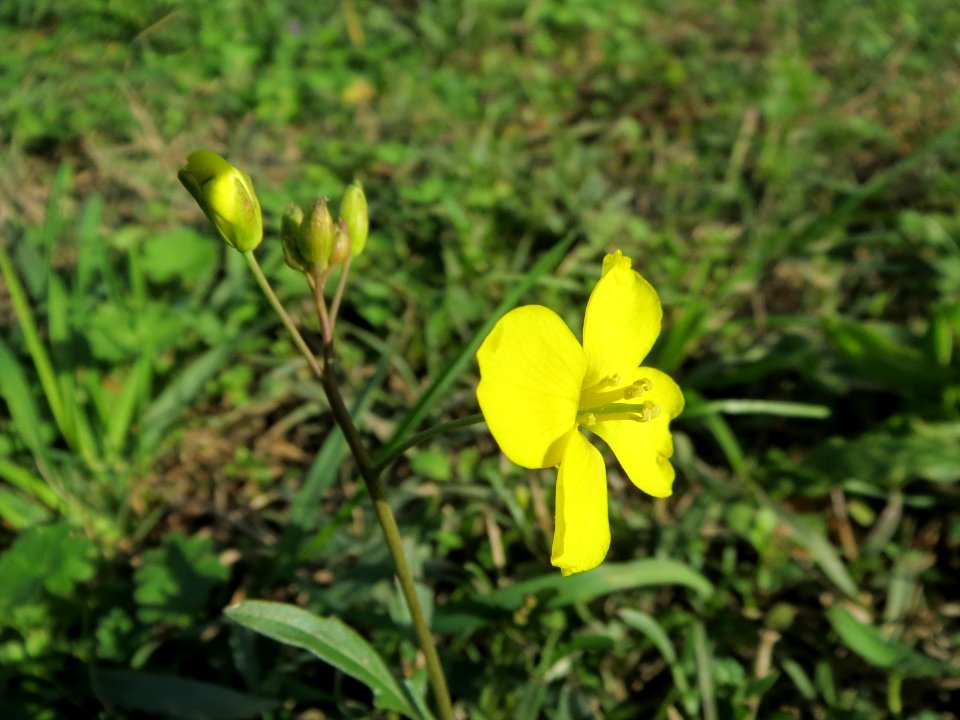 20131013Diplotaxis_tenuifolia2