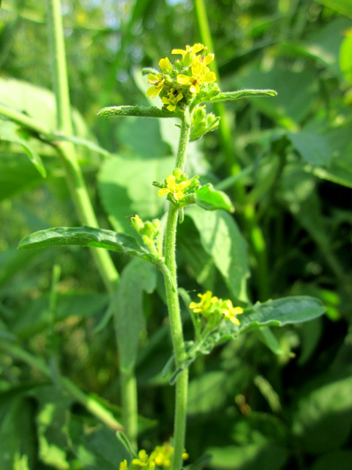 20130608Brassica_nigra