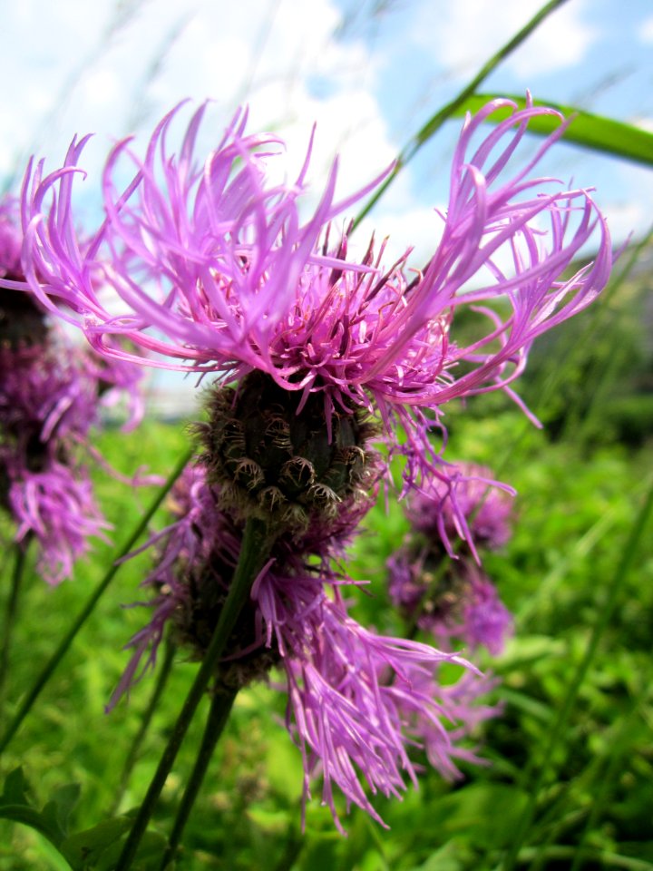 20130608Centaurea_scabiosa1