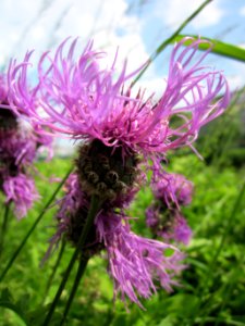 20130608Centaurea_scabiosa1
