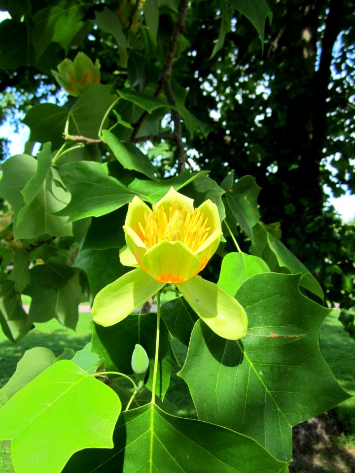 20130613Tulpenbaum_Saarbruecken2