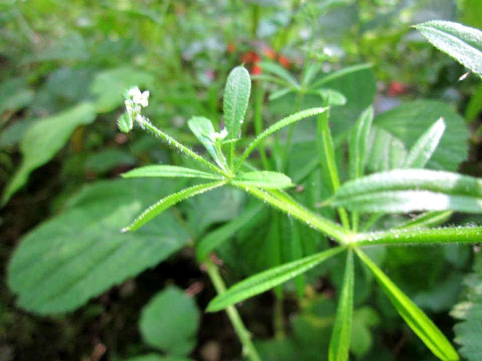 20130608Galium_aparine