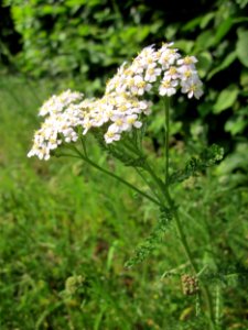 20130608Achillea_millefolium