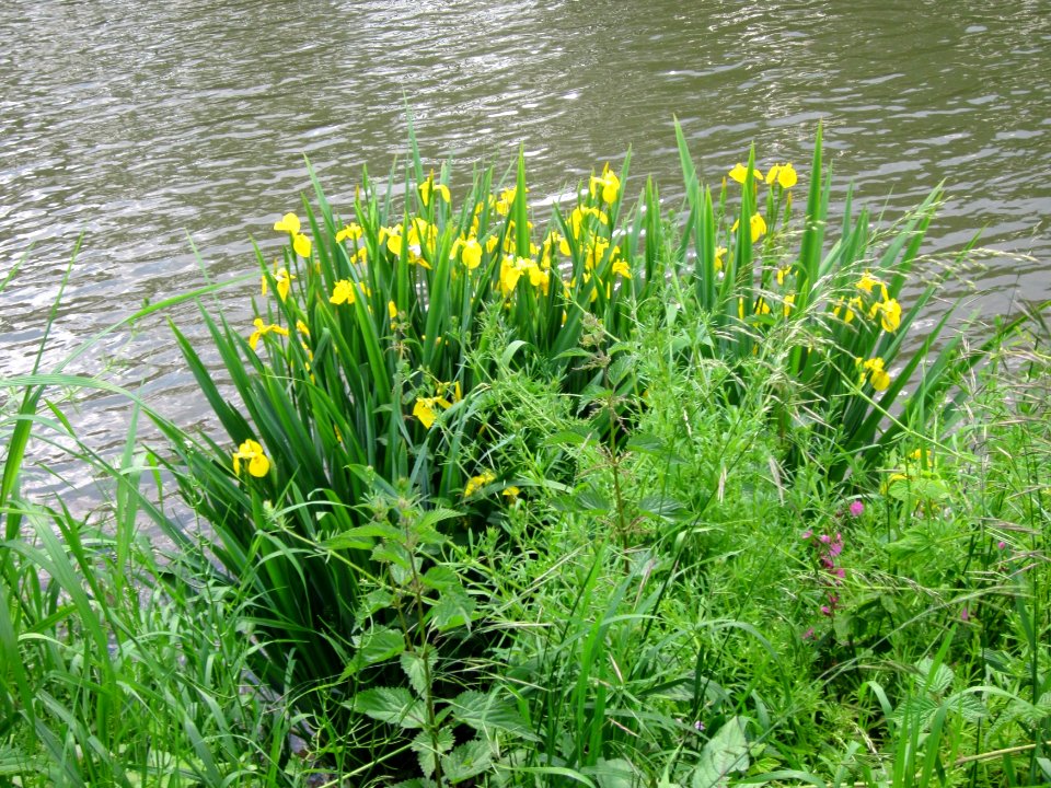 20130607Schwertlilie_Saarbruecken