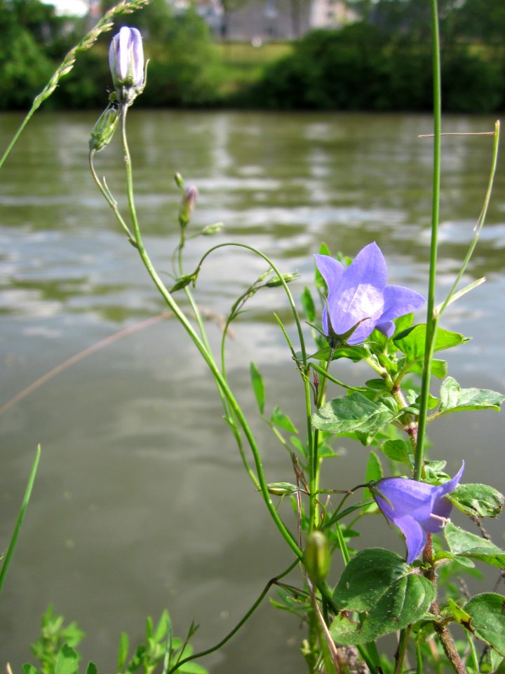 20130608Campanula_rapunculus2