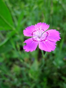 20130608Dianthus_deltoides2