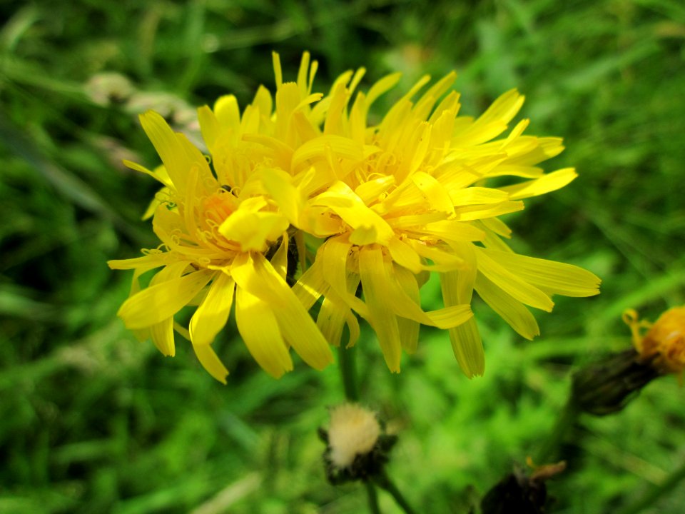 20130615Pippau_Hockenheim5
